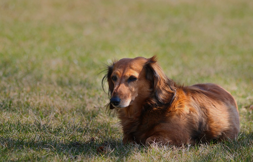 ExeGi Pharma Launches High Potency Veterinary Probiotic To Help Manage GI Tract Illnesses In Dogs