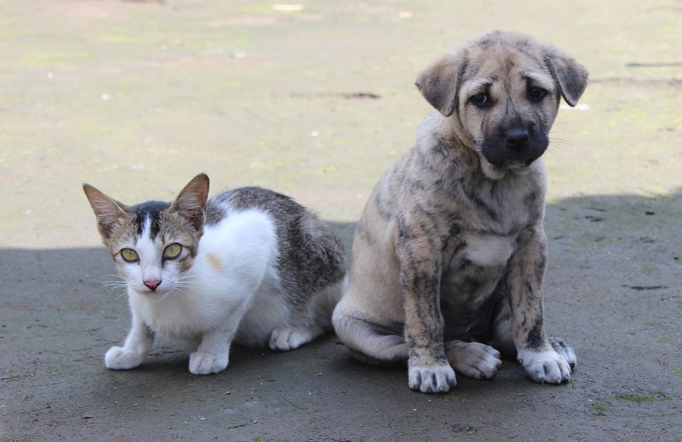 ProBiora Health partners with animal care centers to support oral health in rescued dogs and cats