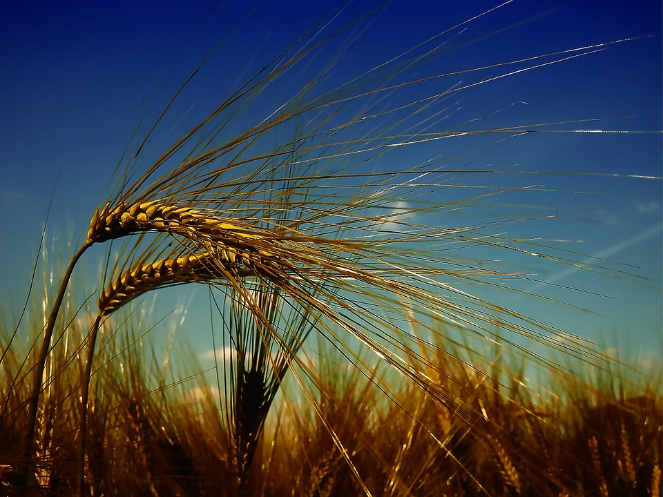 Arcadia Biosciences Achieves Key Resistant Starch Wheat Technology Milestones, Prepares for Commercial Launch