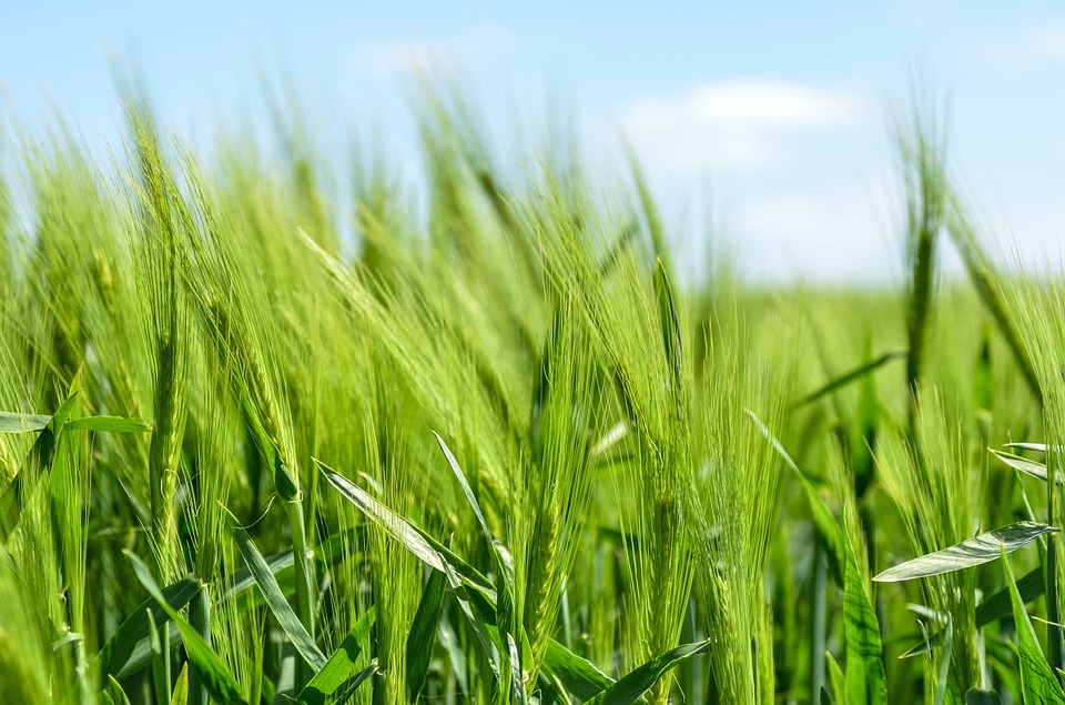 Chr. Hansen and FMC Corporation extend collaboration on natural crop protection