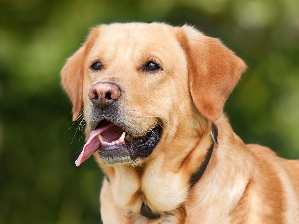 Microbial LLC Launches Profauna 100, a High-Count, Multi-Strain Probiotic for Dogs to Support Digestive Health
