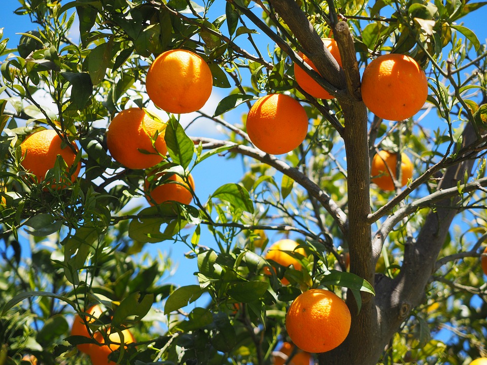 Locus Agricultural Solutions™ Celebrates Full Year in Florida Ag, Confirms Fresh Fermentation is Key to Microbial Efficacy