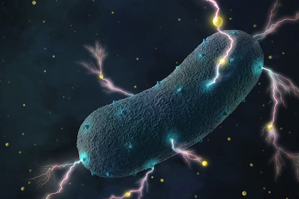 Gut Bacteria’s Shocking Secret: They Produce Electricity