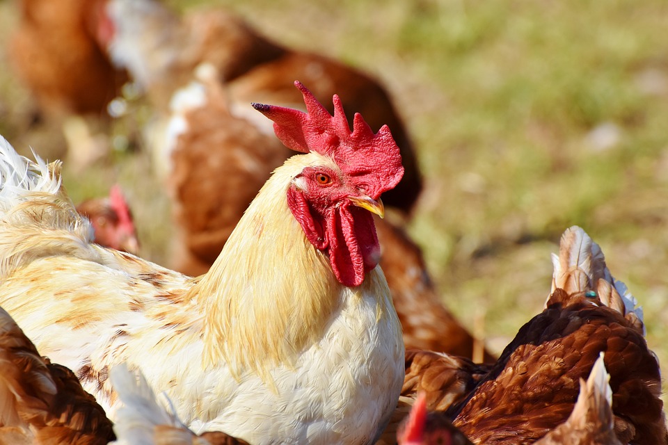 Major Breakthrough in Poultry Nutrition: DSM and Novozymes launch Balancius™