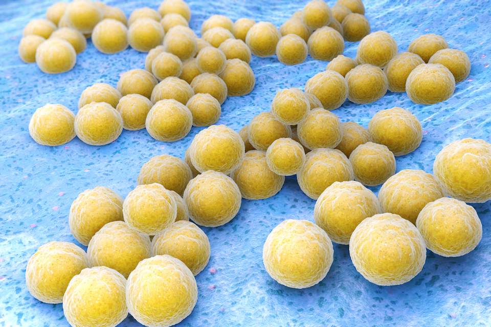 The Jackson Laboratory and Azitra Receive Department of Defense Grant: Bioengineered Commensals to Fight Staphylococcus Aureus