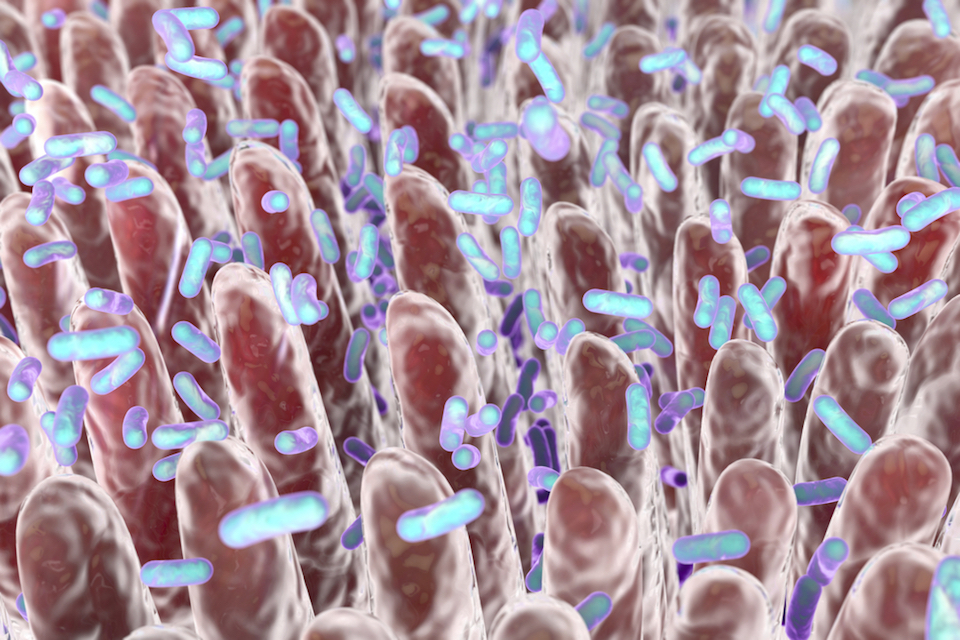 Rebiotix and Microbiome Insights Collaborate on a Microbiome IBD Tool for Clinical Development