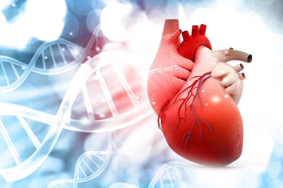 Researchers Link Gut Bacteria to Heart Transplant Success or Failure