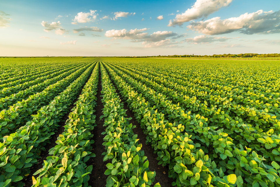 Pivot Bio, Bayer Announce Research Collaboration To Enhance Soybean Inoculant