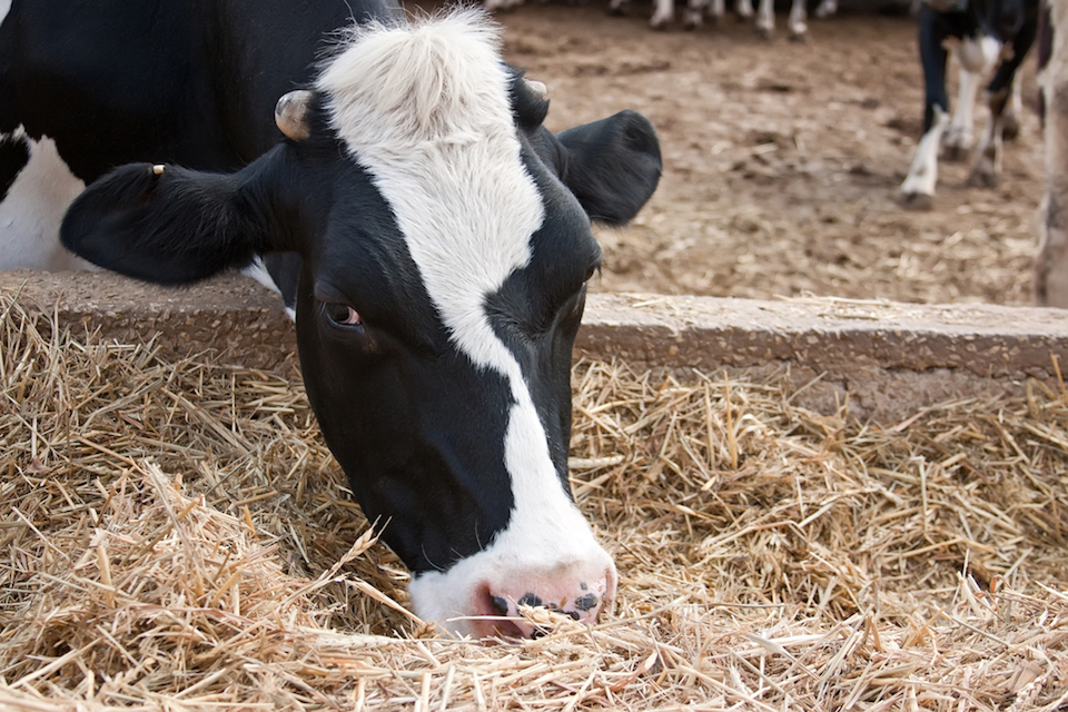 Elanco Announces Collaboration Agreement with Novozymes for Nutritional Health Innovation