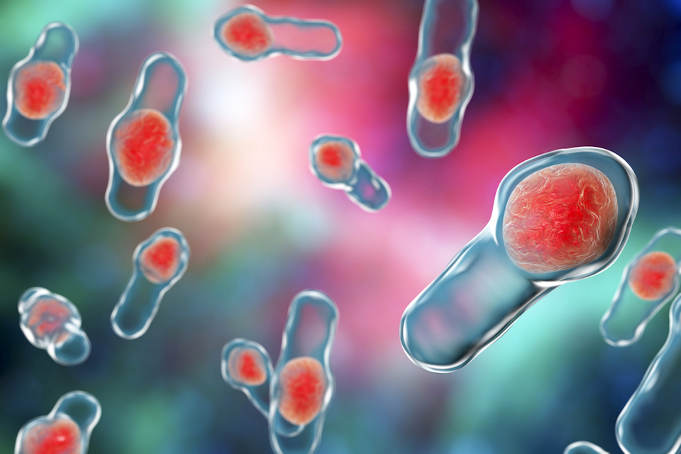 Da Volterra Announces Enrollment of First Patients in SHIELD, a Phase 2 Clinical Trial with DAV132, a Novel Microbiota Protective Therapy