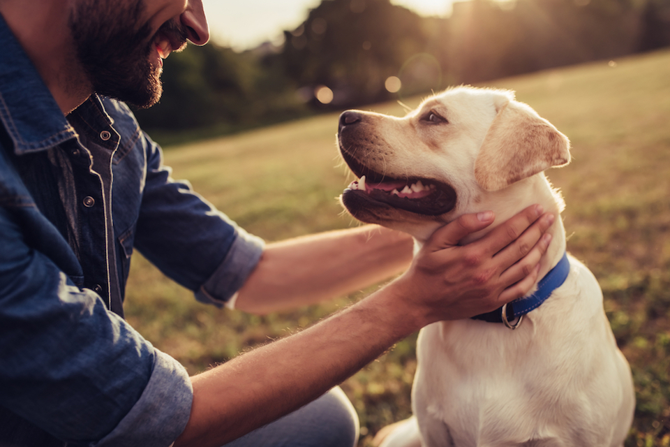 Trans-Atlantic study finds promising results with high potency probiotic, in dogs with severe form of acute diarrhoea
