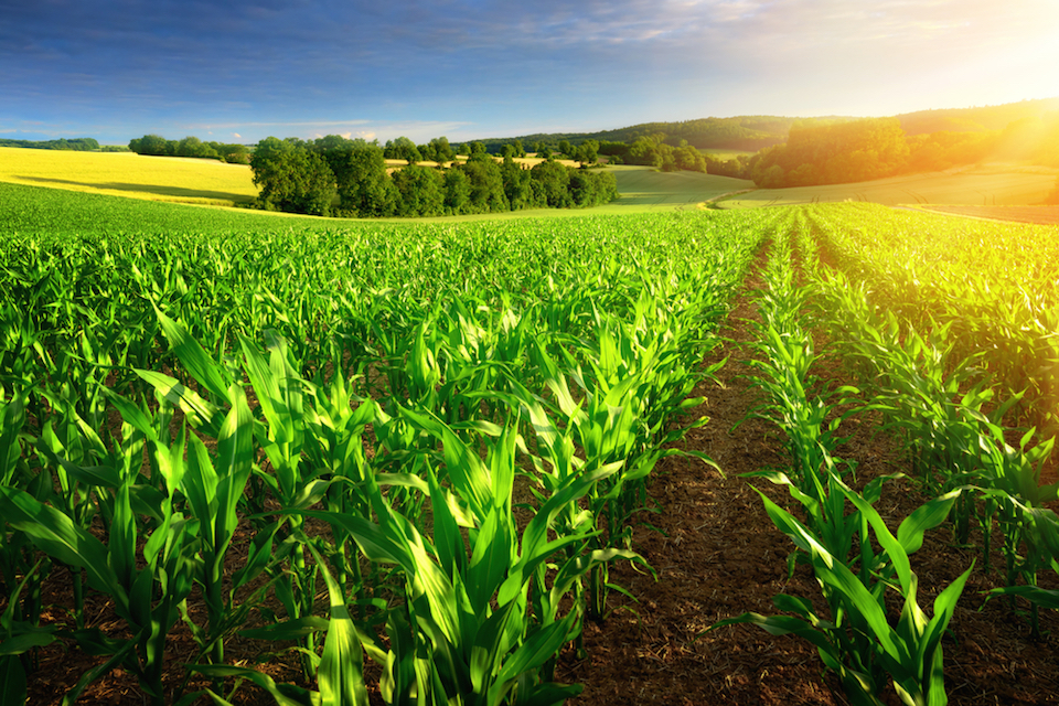 Pivot Bio PROVEN Outperforms Chemical Fertilizer Across Geographies, Soil Types and Weather Conditions