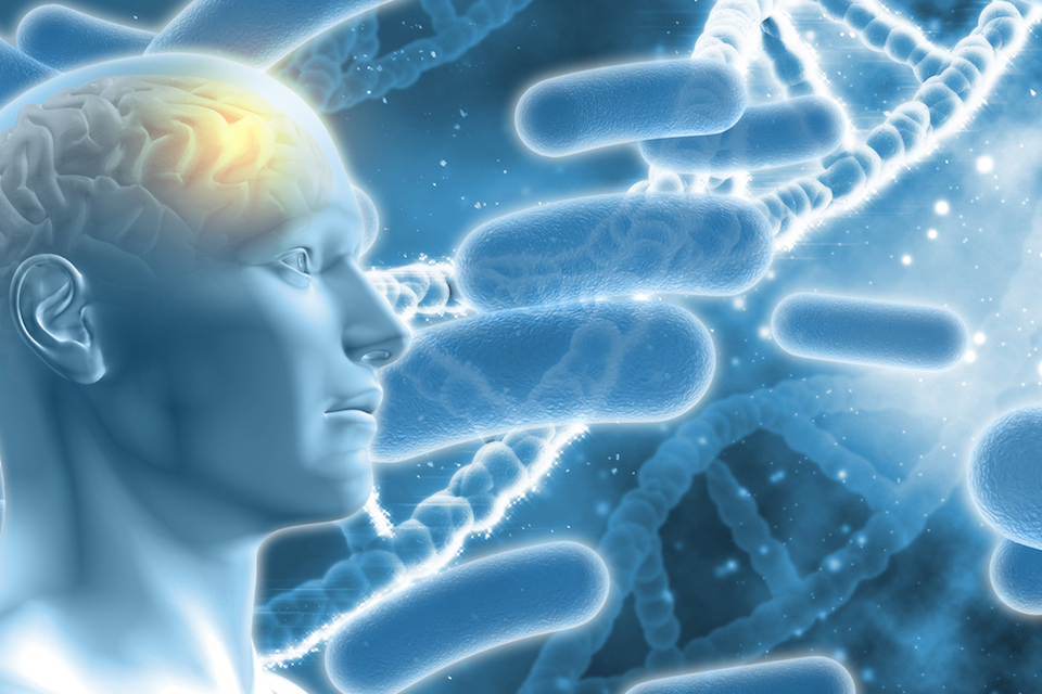 Newly isolated human gut bacterium reveals possible connection to depression