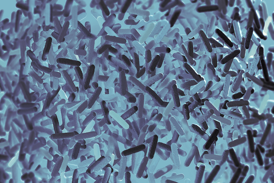 More than 100 new gut bacteria discovered in human microbiome