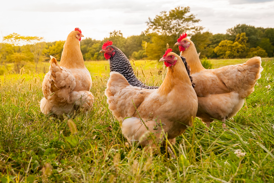 Direct-Fed Microbial Solution to Help Promote Health, Immunity and Weight Gain in Poultry