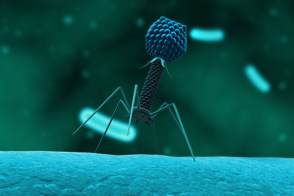 A Bright Outlook for Bacteriophage Applications
