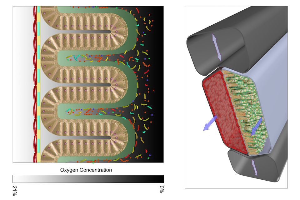 Human gut microbiome physiology can now be studied in vitro using Organ Chip technology