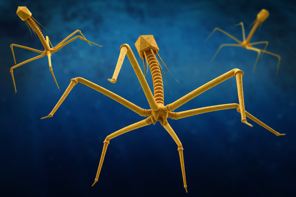 Pherecydes Pharma and BIOASTER join forces to explore the use of phage therapy to treat complicated urinary tract infections
