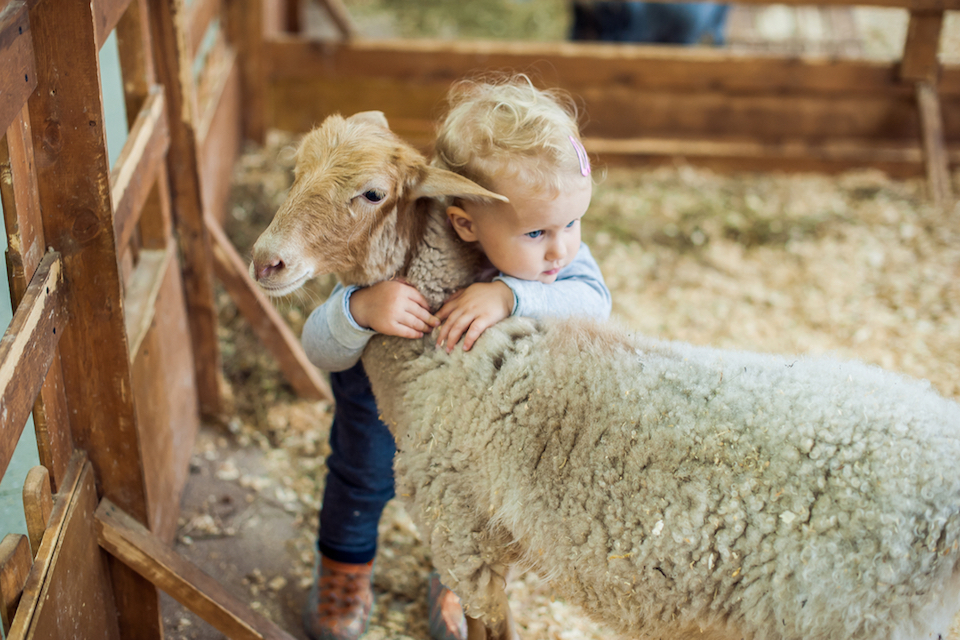Keeping livestock in the yard just might help your baby’s immune system