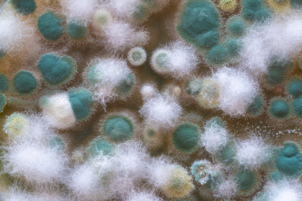 Clostridium difficile infections may have a friend in fungi
