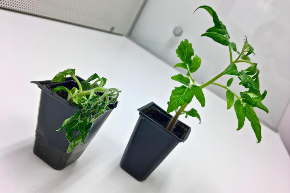 New research reveals soil microbes play a key role in plant disease resistance