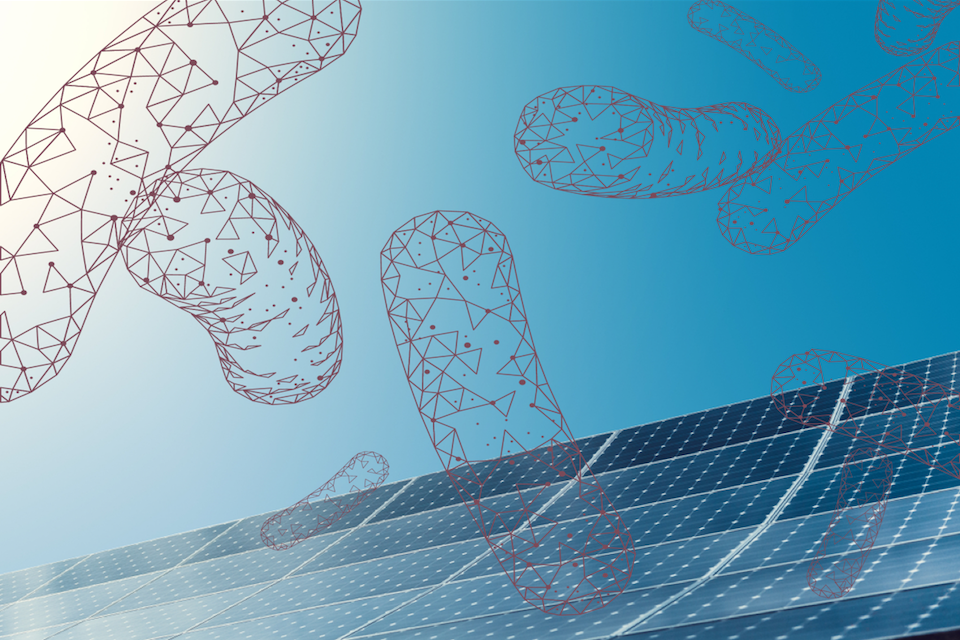Chr. Hansen’s good bacteria to be produced on solar power