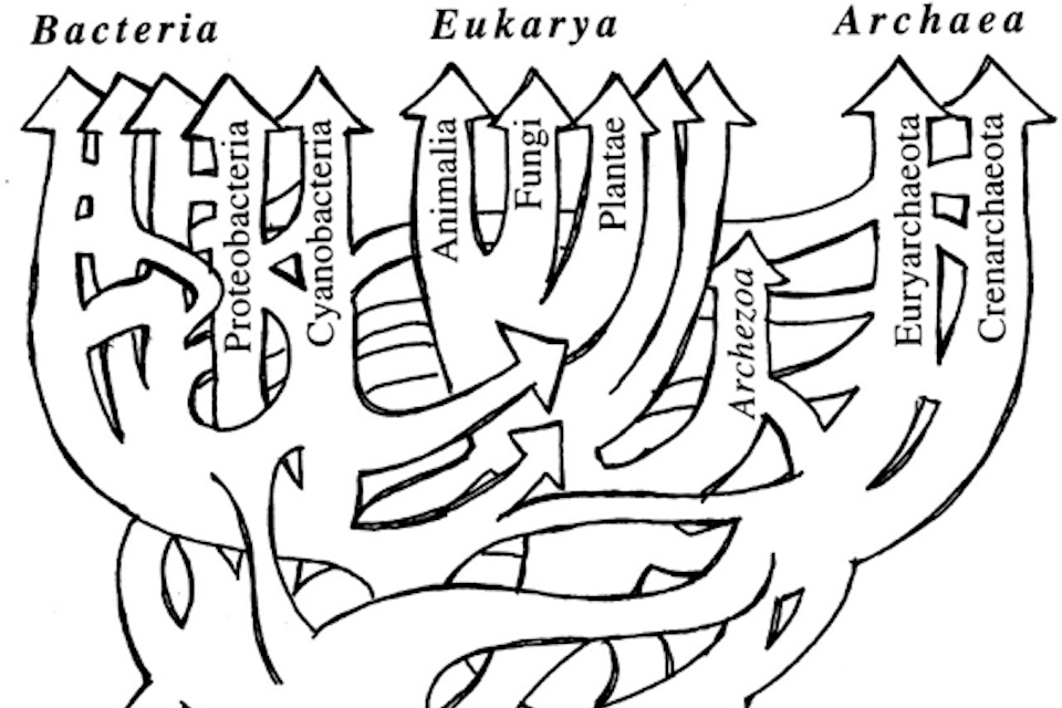 The Lactobacillus Taxonomy change is coming: why, and how to make the most of it?
