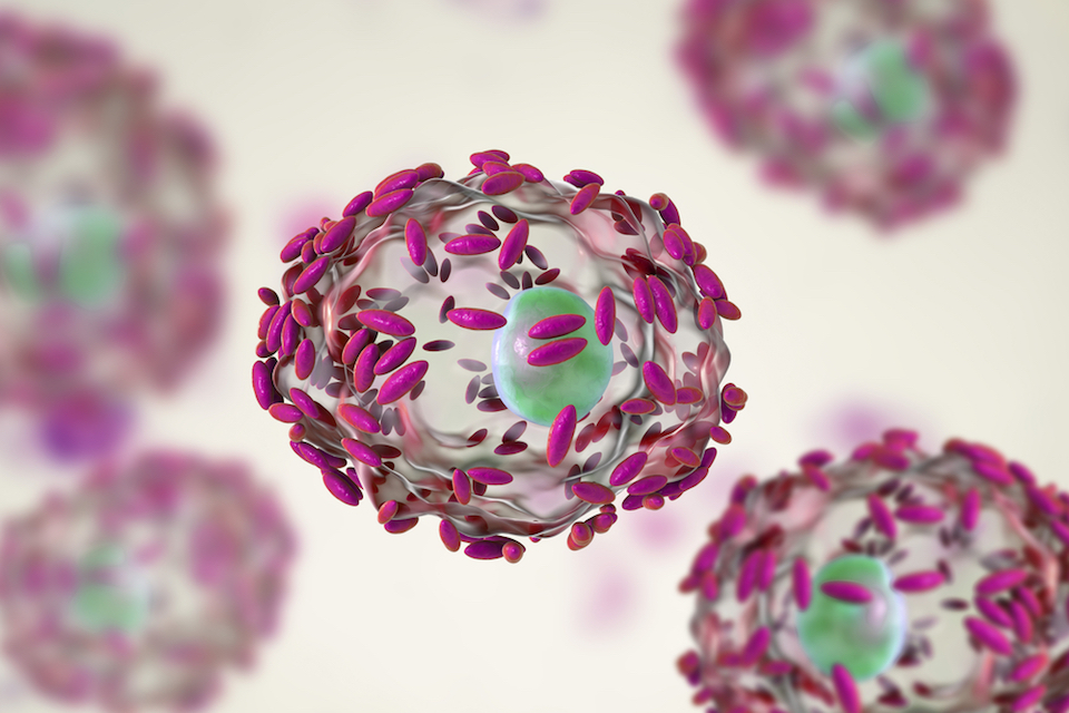 Phage lysin stabilizes vaginal microbiome: Phagomed accelerates R&D program against bacterial vaginosis.