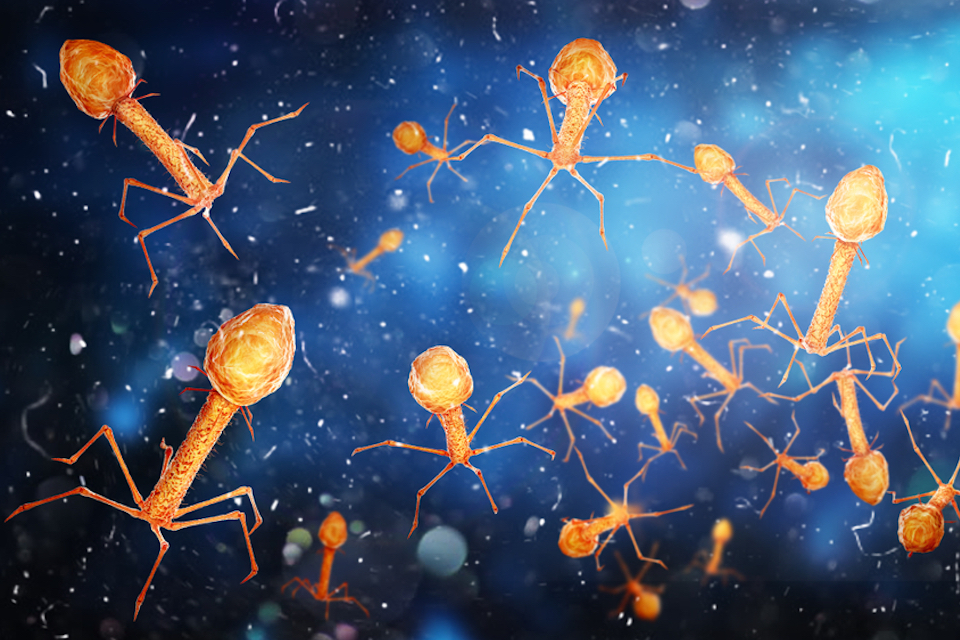 J. Craig Venter Institute and UC San Diego Develop Phage Treatment as Potential Cure for Alcoholic Liver Disease