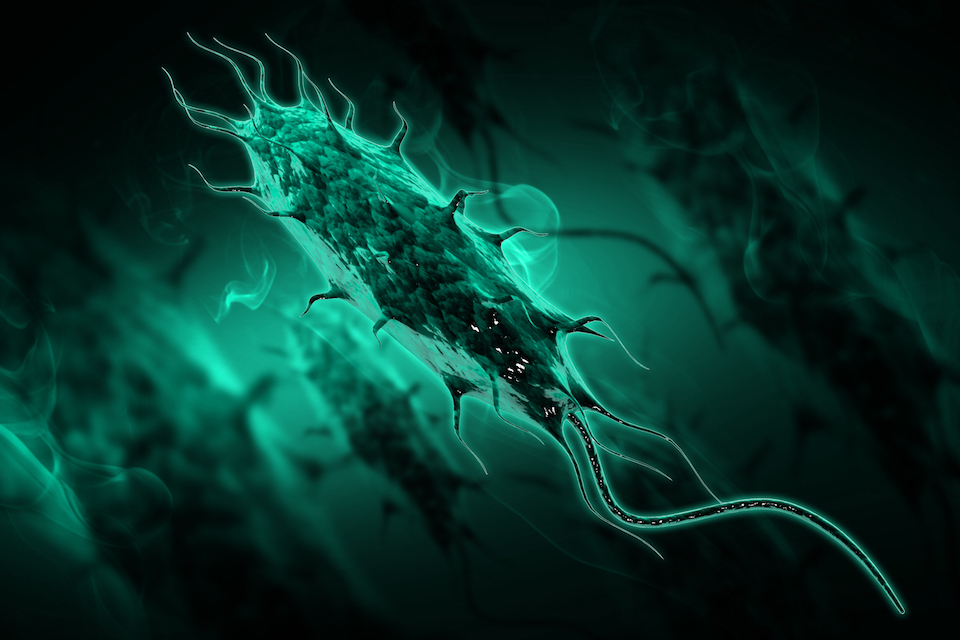 A common gut microbe secretes a carcinogen