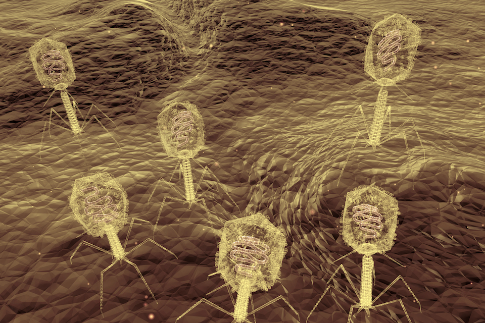 Viruses from poo can help combat obesity and diabetes