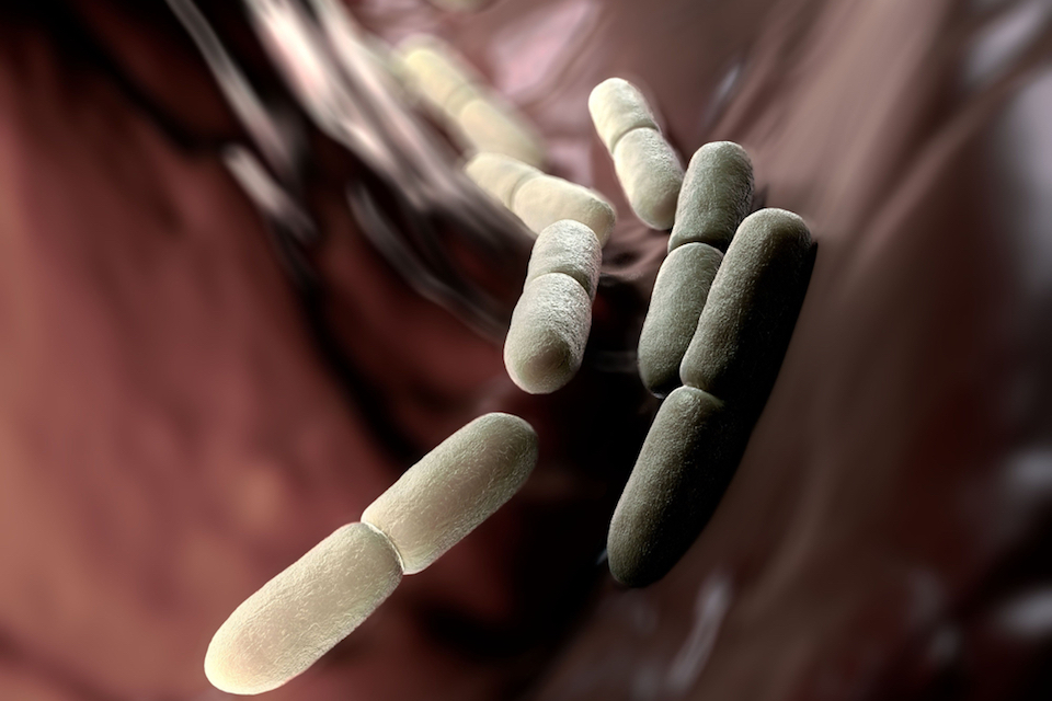 Lactobacillus manipulates bile acids to create favorable gut environment