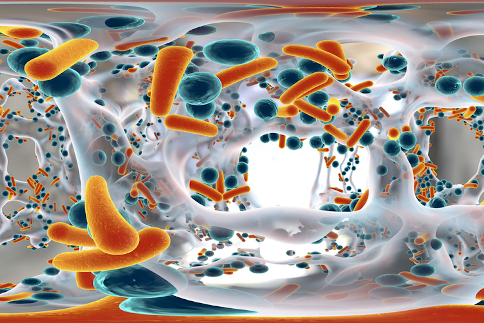 Smectite promotes probiotic biofilm formation in gut for cancer immunotherapy