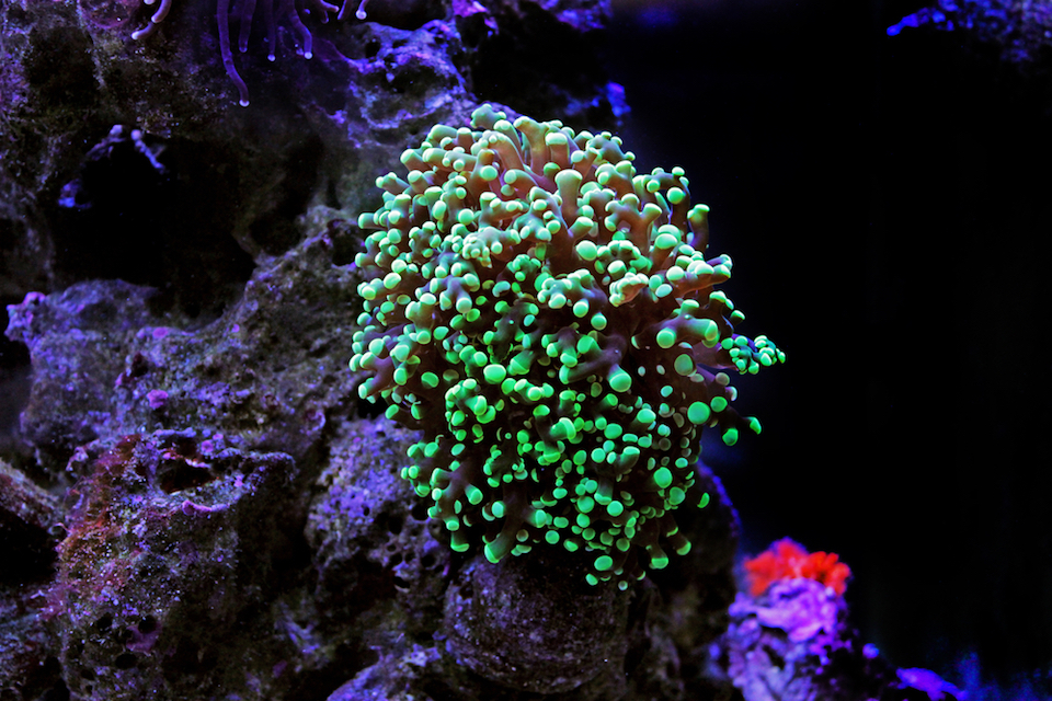Corals may need their predators’ poop