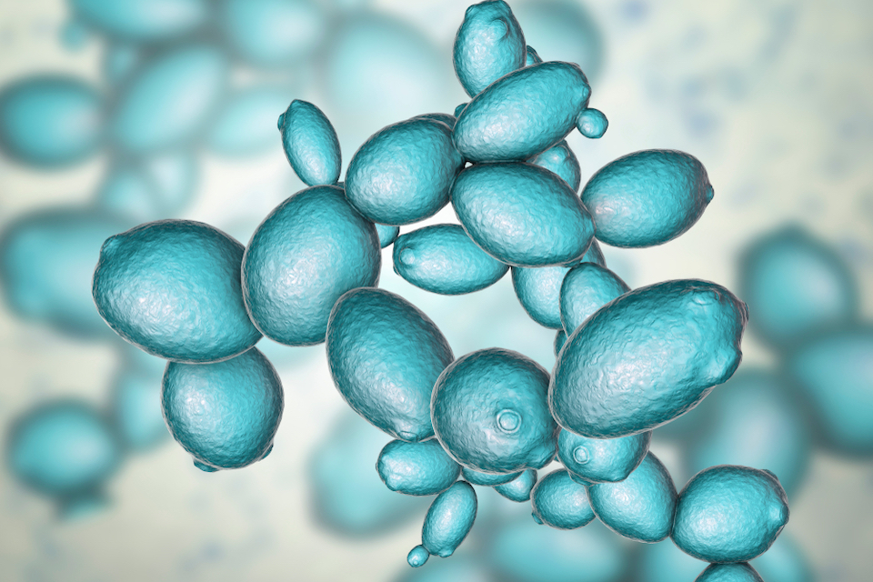 A new study by ImmunoBiome-POSTECH research team identifies new drug candidate targeting multiple sclerosis and inflammatory bowel disease
