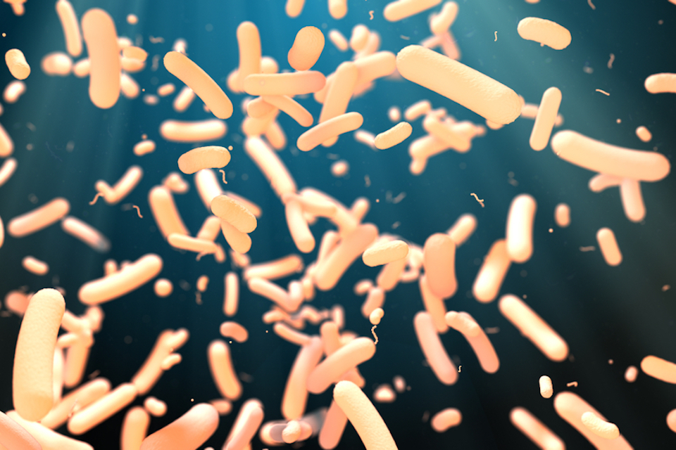 Fecal transplant plus fibre improves insulin sensitivity in severely obese