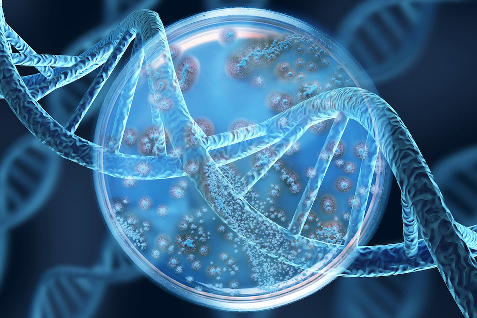 Engineered yeast probiotic developed to treat inflammatory bowel disease