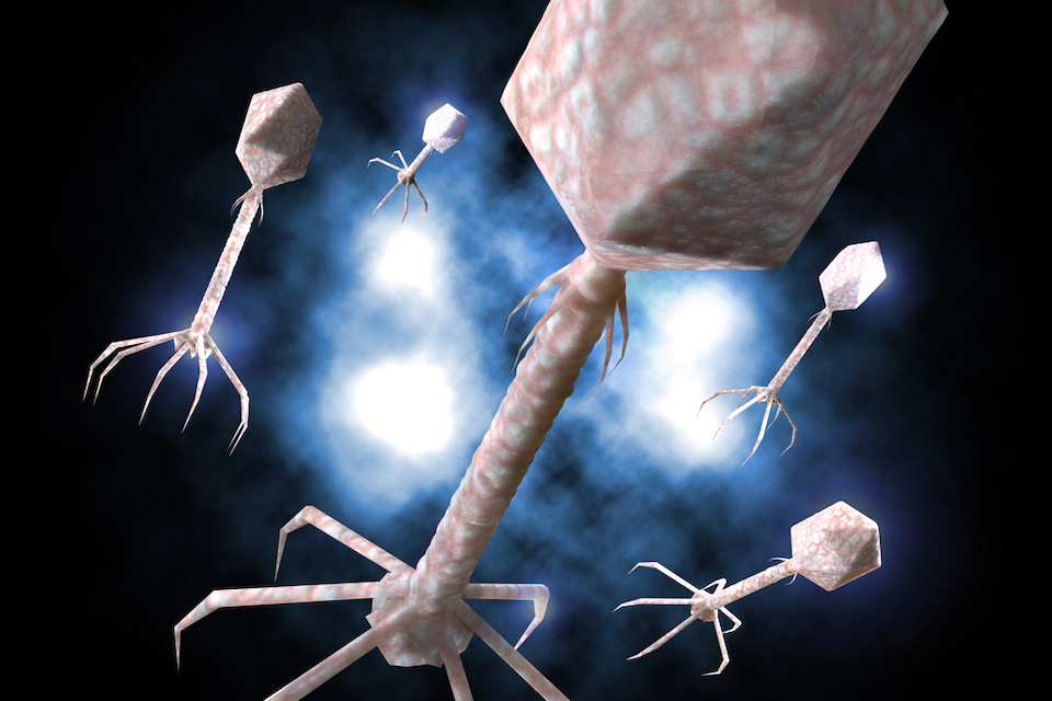 New study characterizes the gut virome