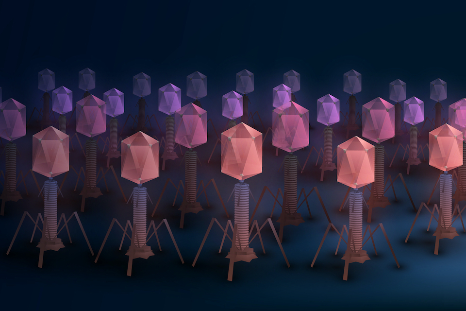 Viruses and game theory