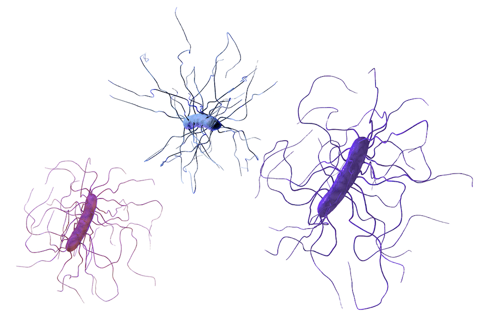 Vedanta Announces Positive Topline Phase 2 Data for VE303 in High-Risk C. difficile Infection and Exercise of $23.8 Million Option by BARDA