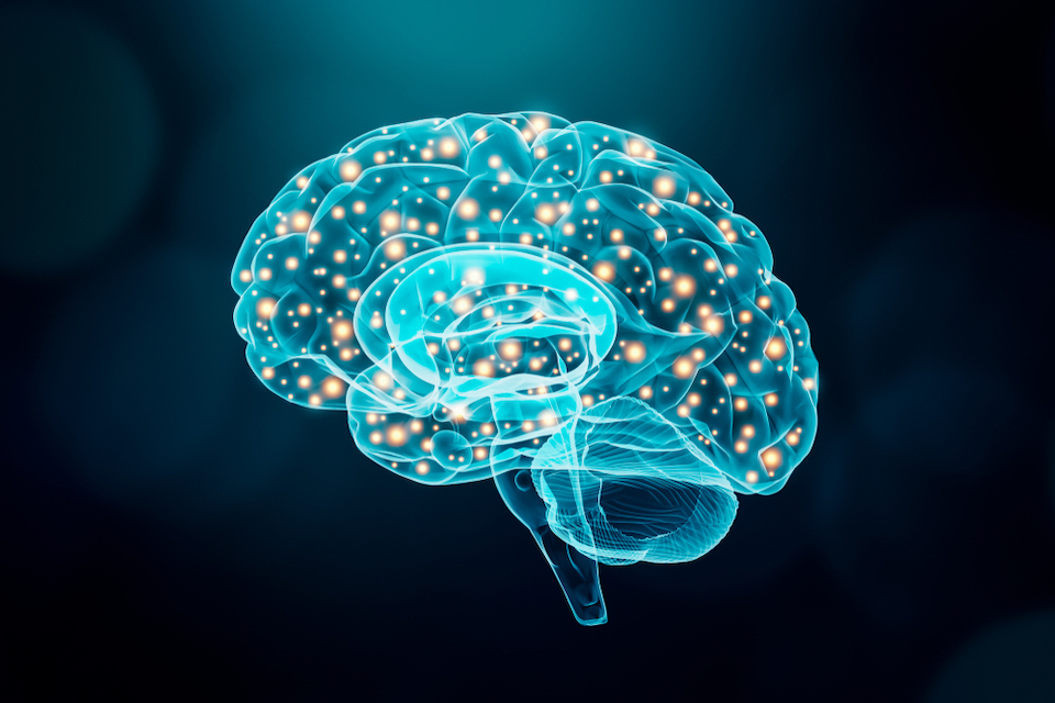 Fecal implants drive behavioral and cognitive changes in Alzheimer’s model