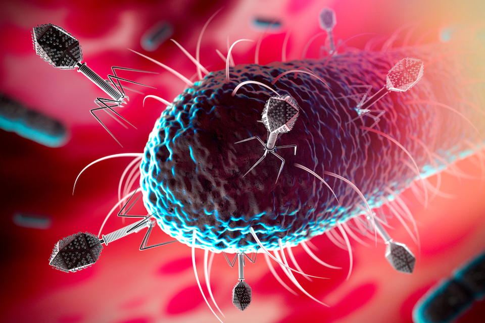 Pherecydes Pharma and BIOASTER Join Forces in the Treatment of Bacteremia