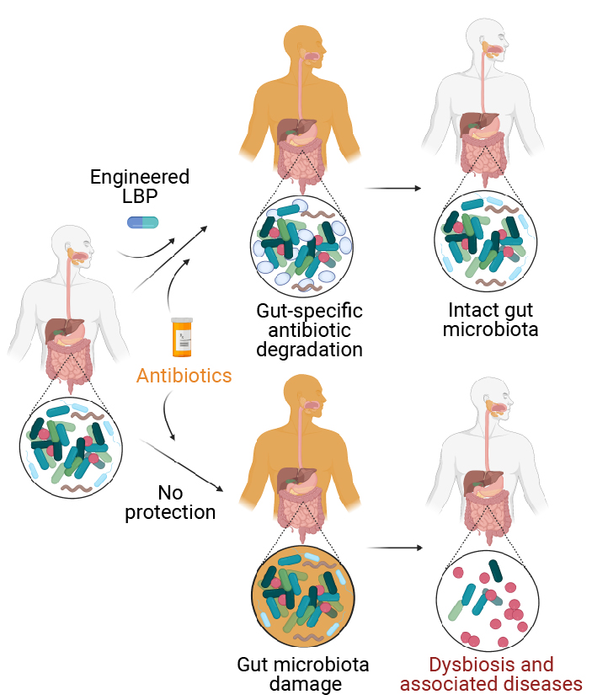 Protecting The Human Intestinal Microbiome With Synthetic Biology