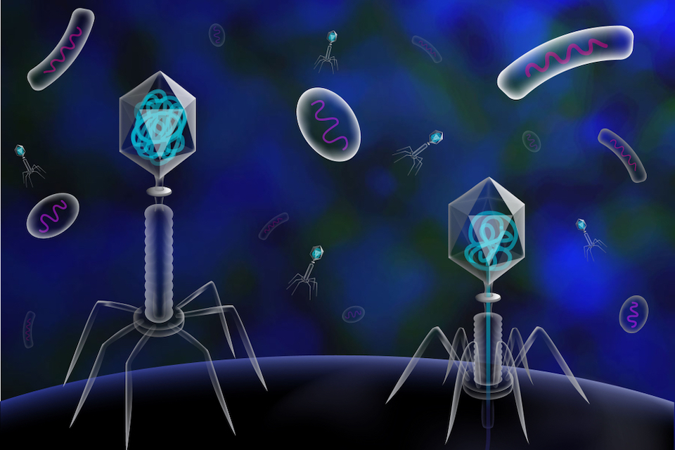 Adaptive Phage Therapeutics Extends Series B to $61 million with Addition of The AMR Action Fund