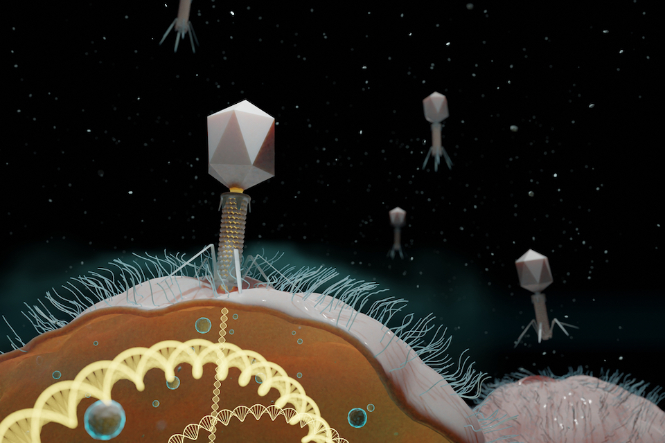Phage therapy: A model to predict its efficacy against pathogenic bacteria