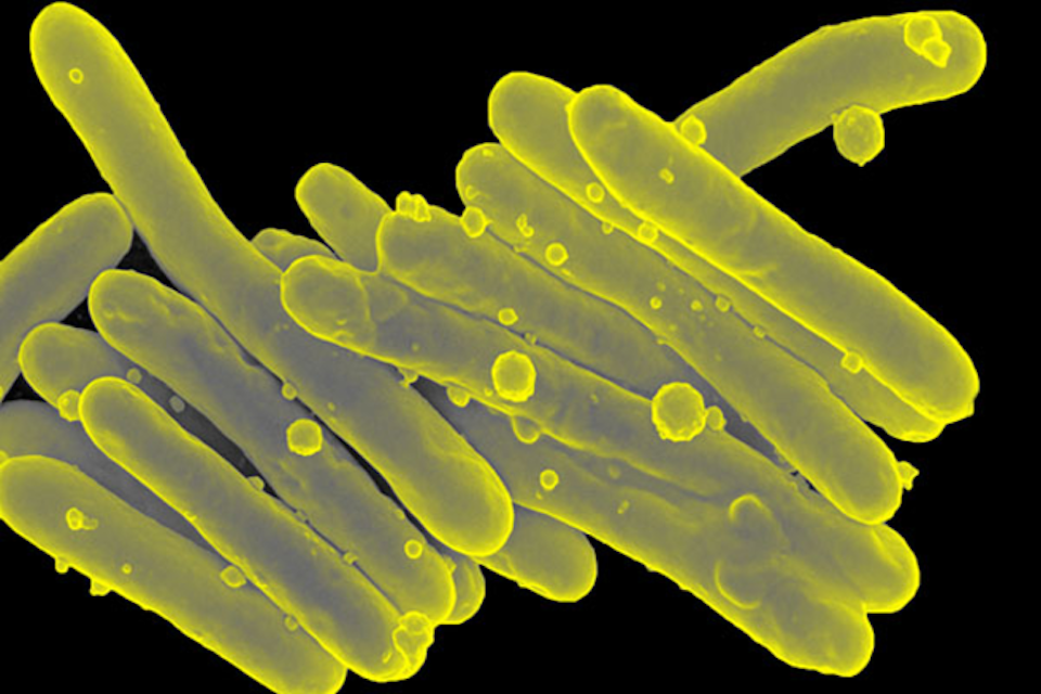 Unprecedented case series advances promise of phage therapy