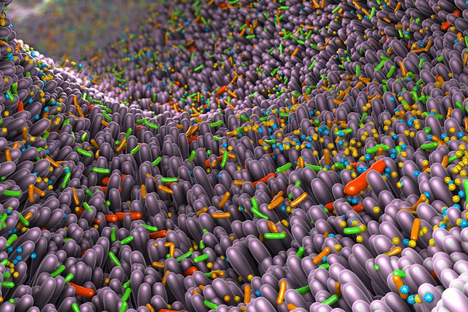 Expanding the range of foods that can improve health via the gut microbiome