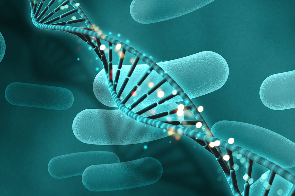 Engineered bacteria find tumors, then alert the authorities