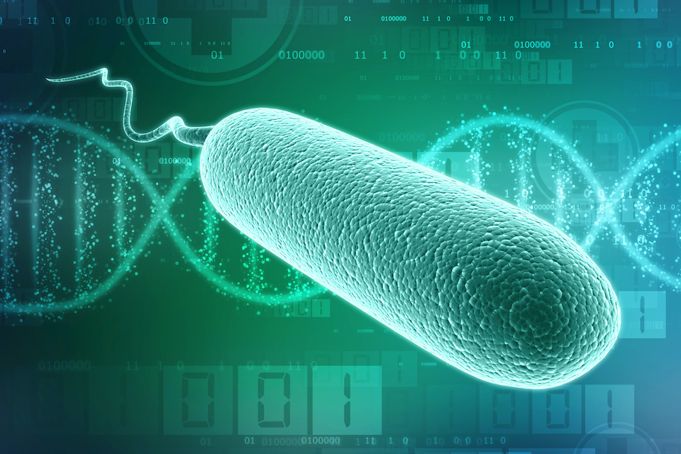 Researchers create virus-resistant, safely restrained E. coli