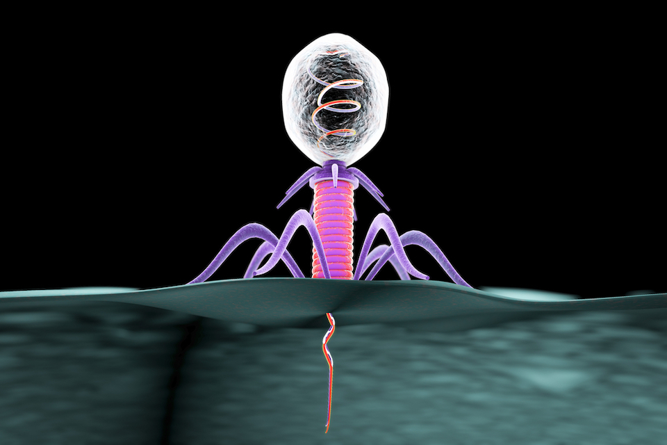 New discovery stops bacterial virus contamination